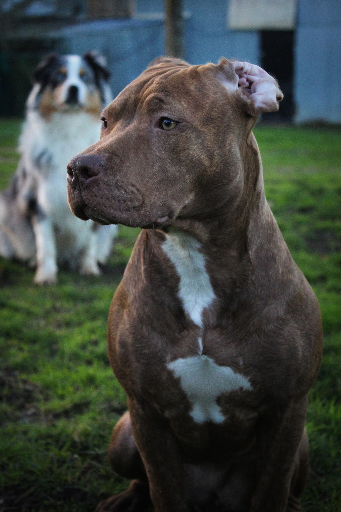 Les Mauvais Élèves - Éducateur Canin — photo