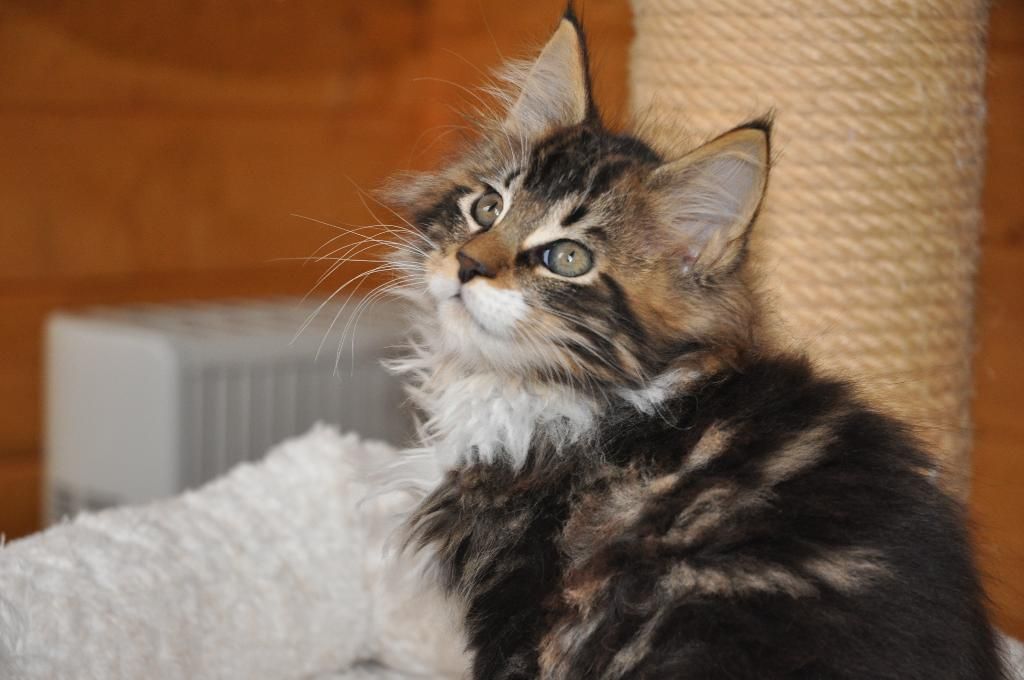 Chiens Chats Vienne
