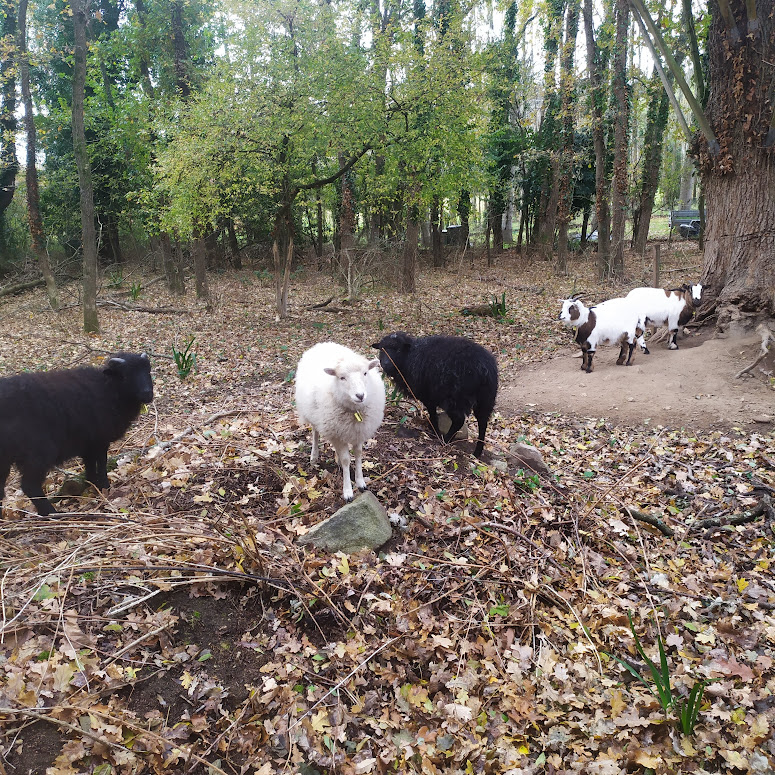 Les 1000 pattes — photo