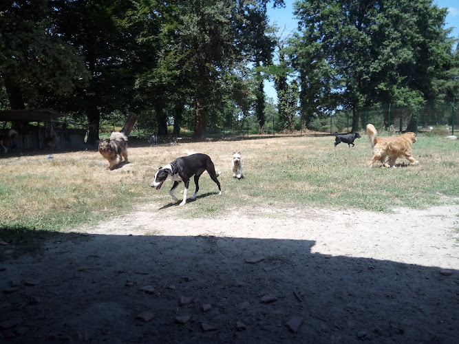 L'HARMONIE CANINE