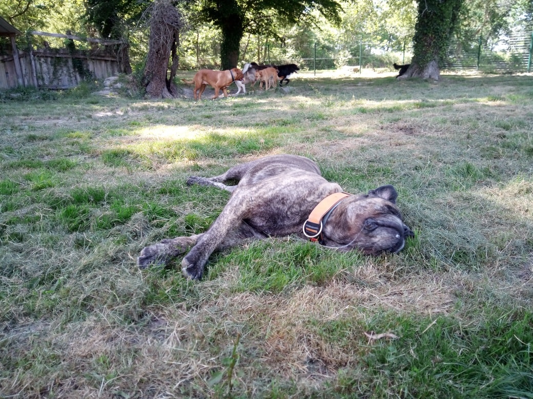 L'HARMONIE CANINE — photo