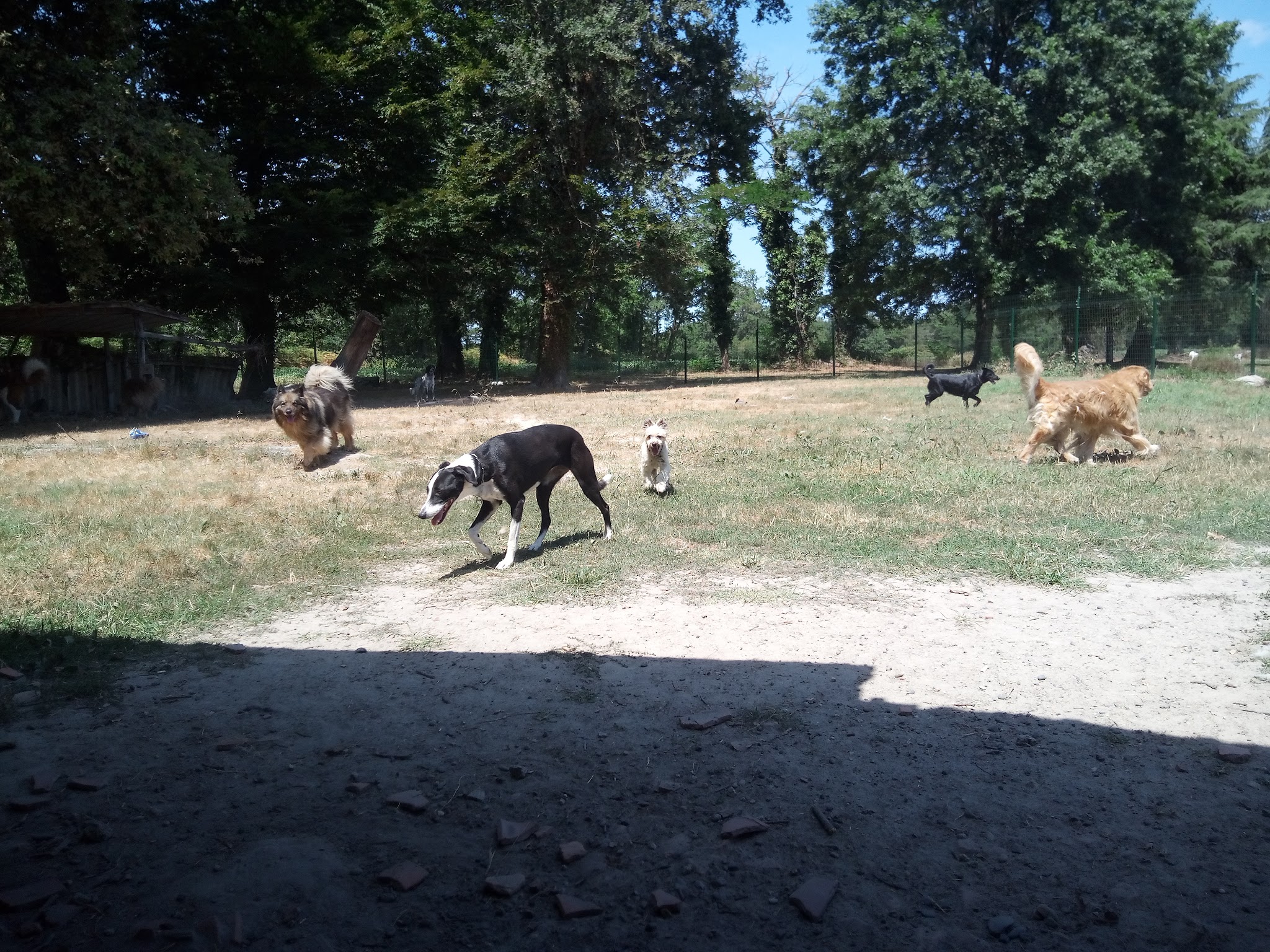 L'HARMONIE CANINE — photo