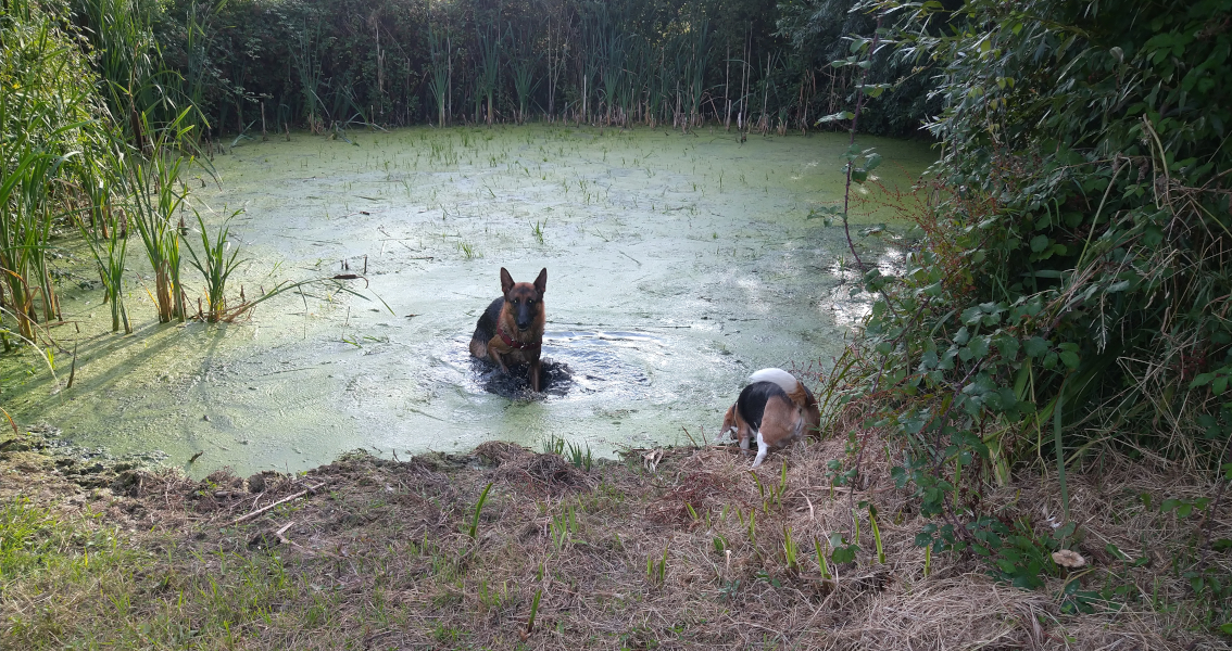 A2C Apprentissage et Comportement du Chien — photo