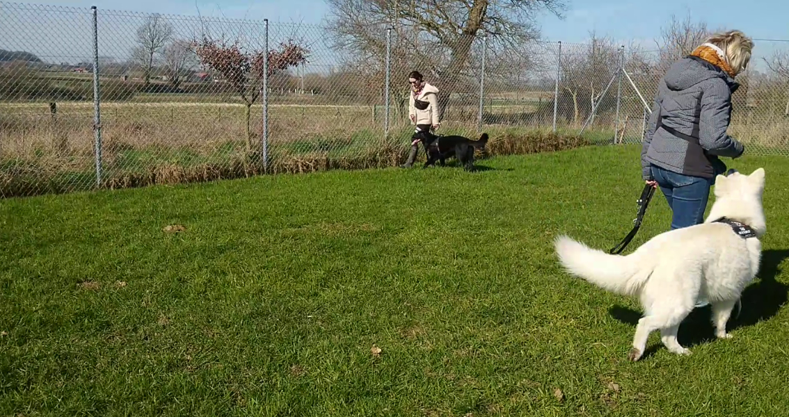 A2C Apprentissage et Comportement du Chien — photo