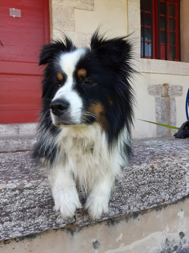 L'Avis des Animaux