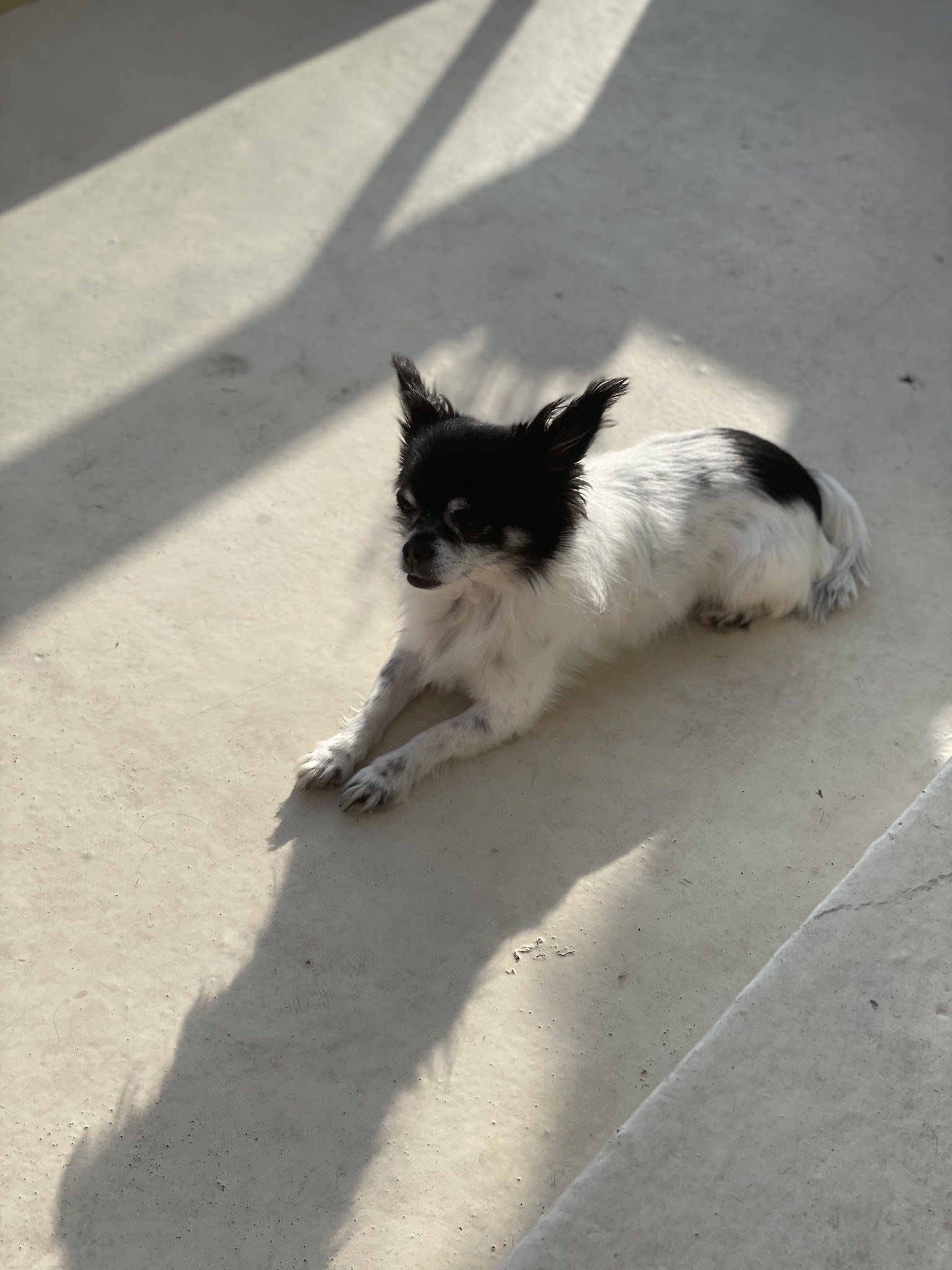 Chez Plume et Floppy — photo