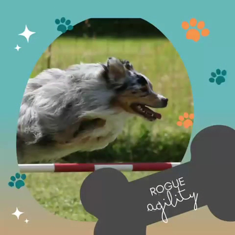 EDUC SPORT DOG — photo