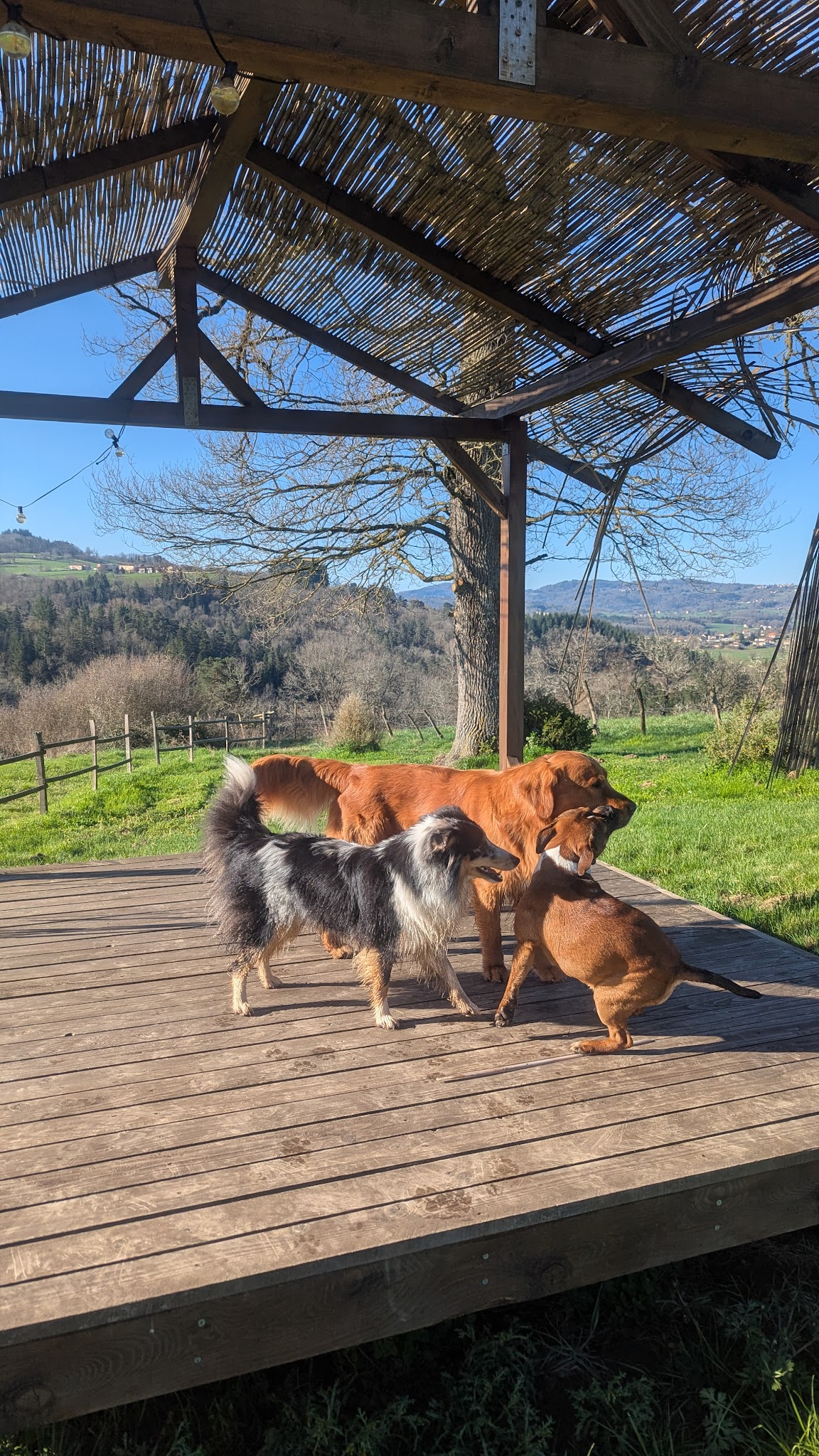 Chien malin | L'école du chiot et éducation canine — photo