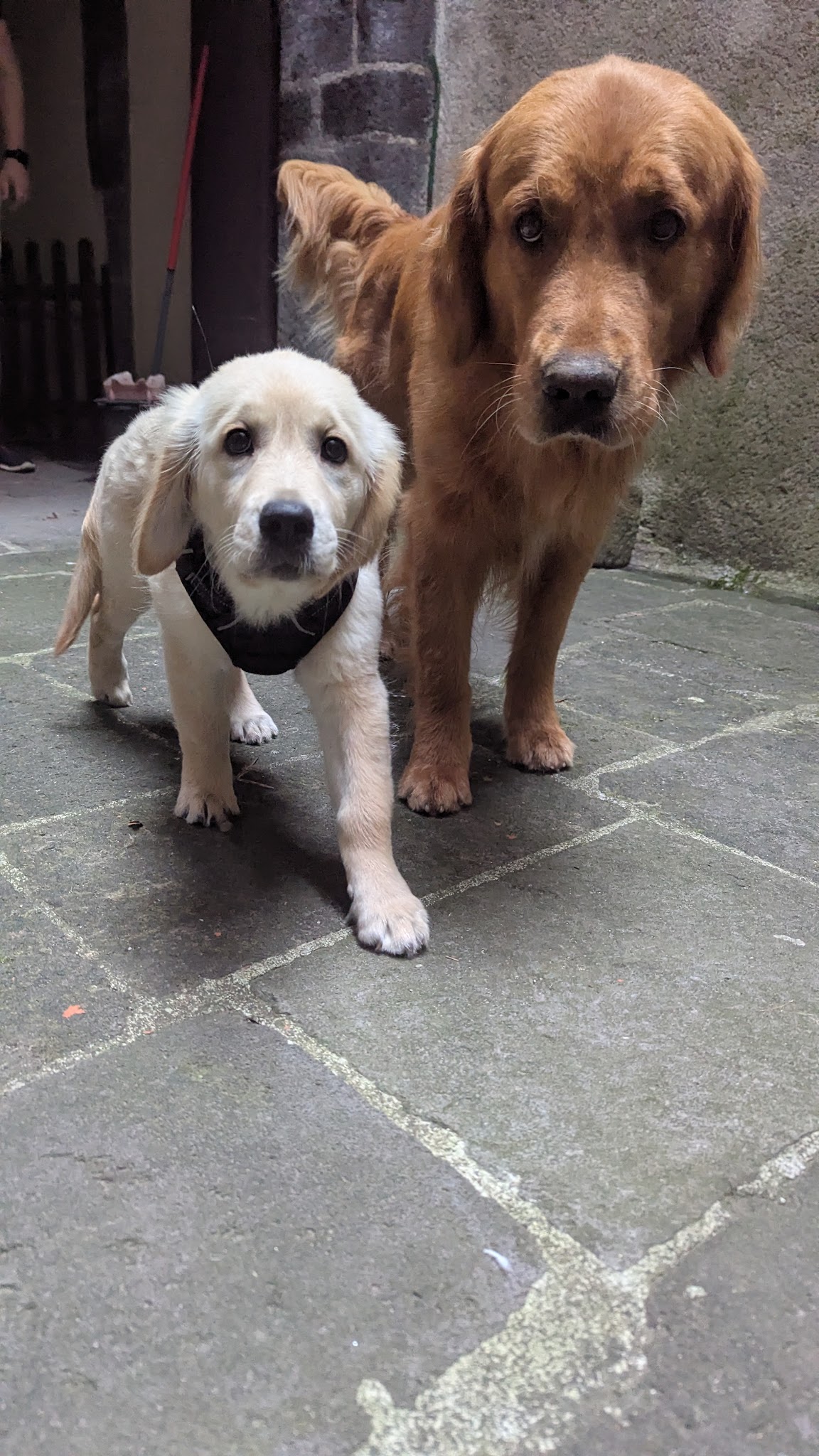 Chien malin | L'école du chiot et éducation canine — photo