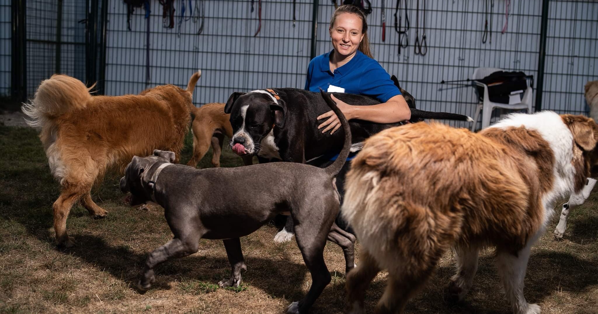 Doggy World éducateur canin Angoulême — photo