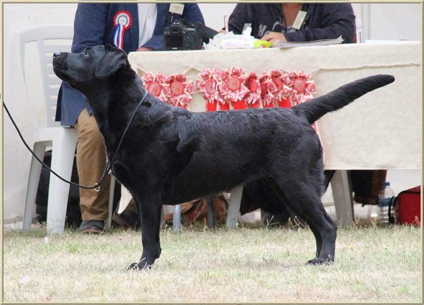 Chenil de la petite mare — photo