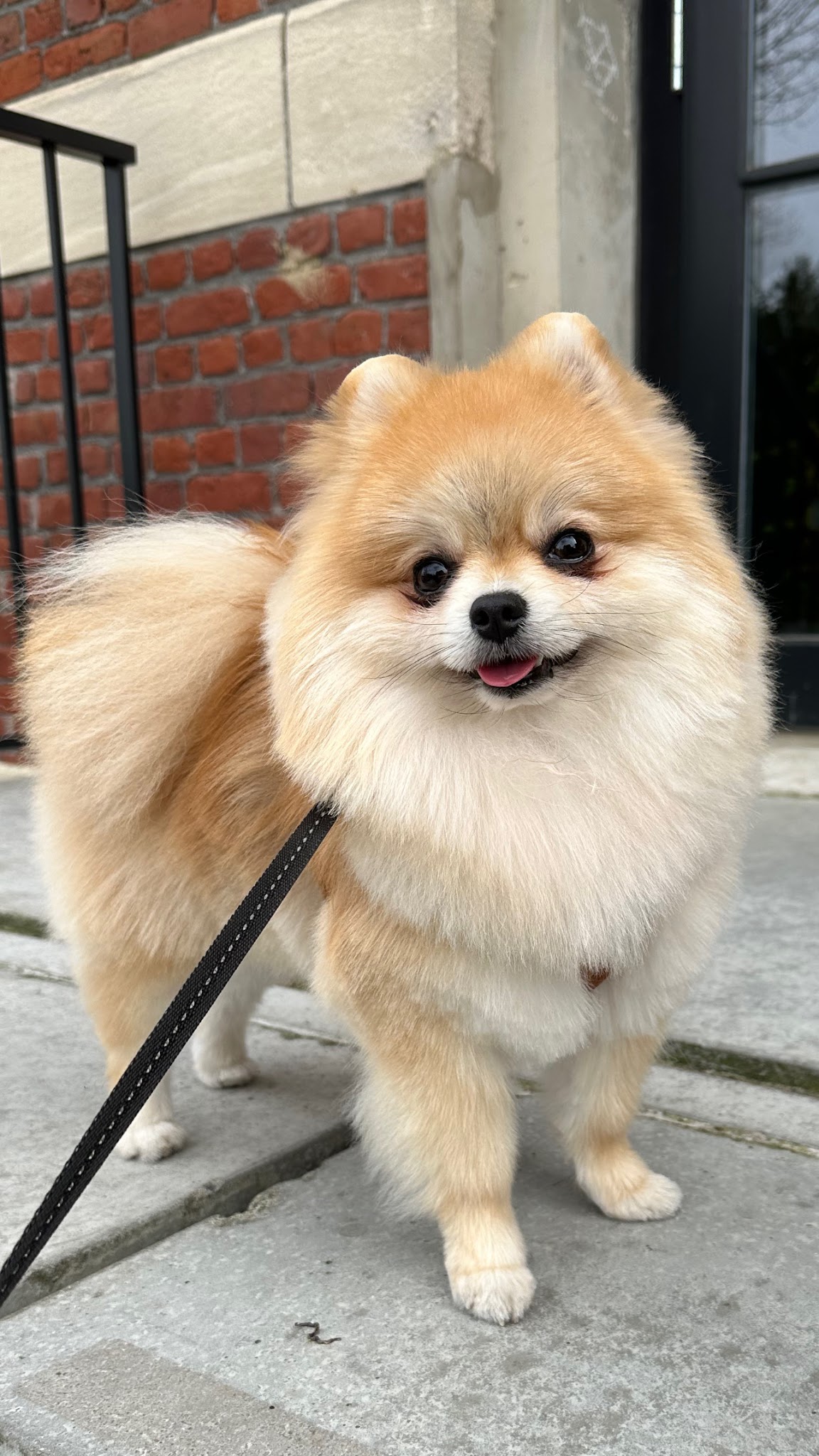 Servane : Bien-être Complice | Comportementaliste équin, canin et félin — photo
