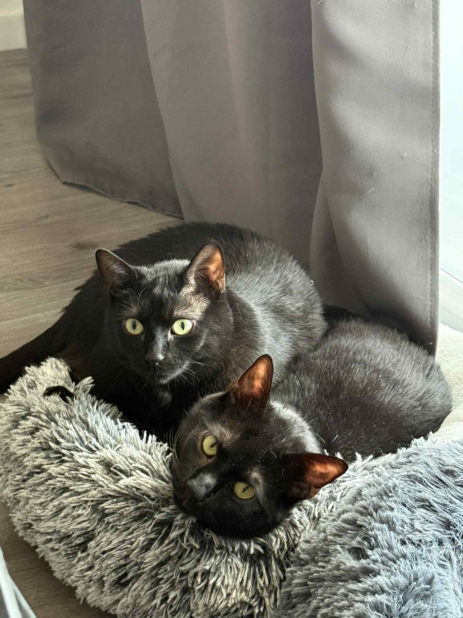 Servane : Bien-être Complice | Comportementaliste équin, canin et félin — photo