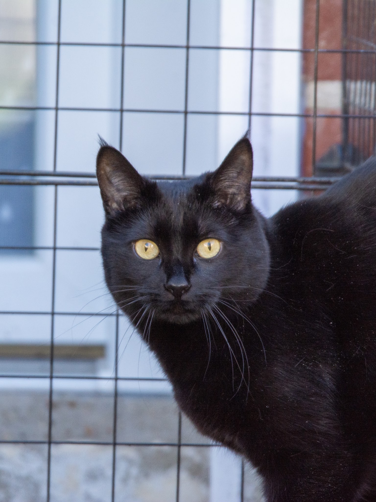 Servane : Bien-être Complice | Comportementaliste équin, canin et félin — photo