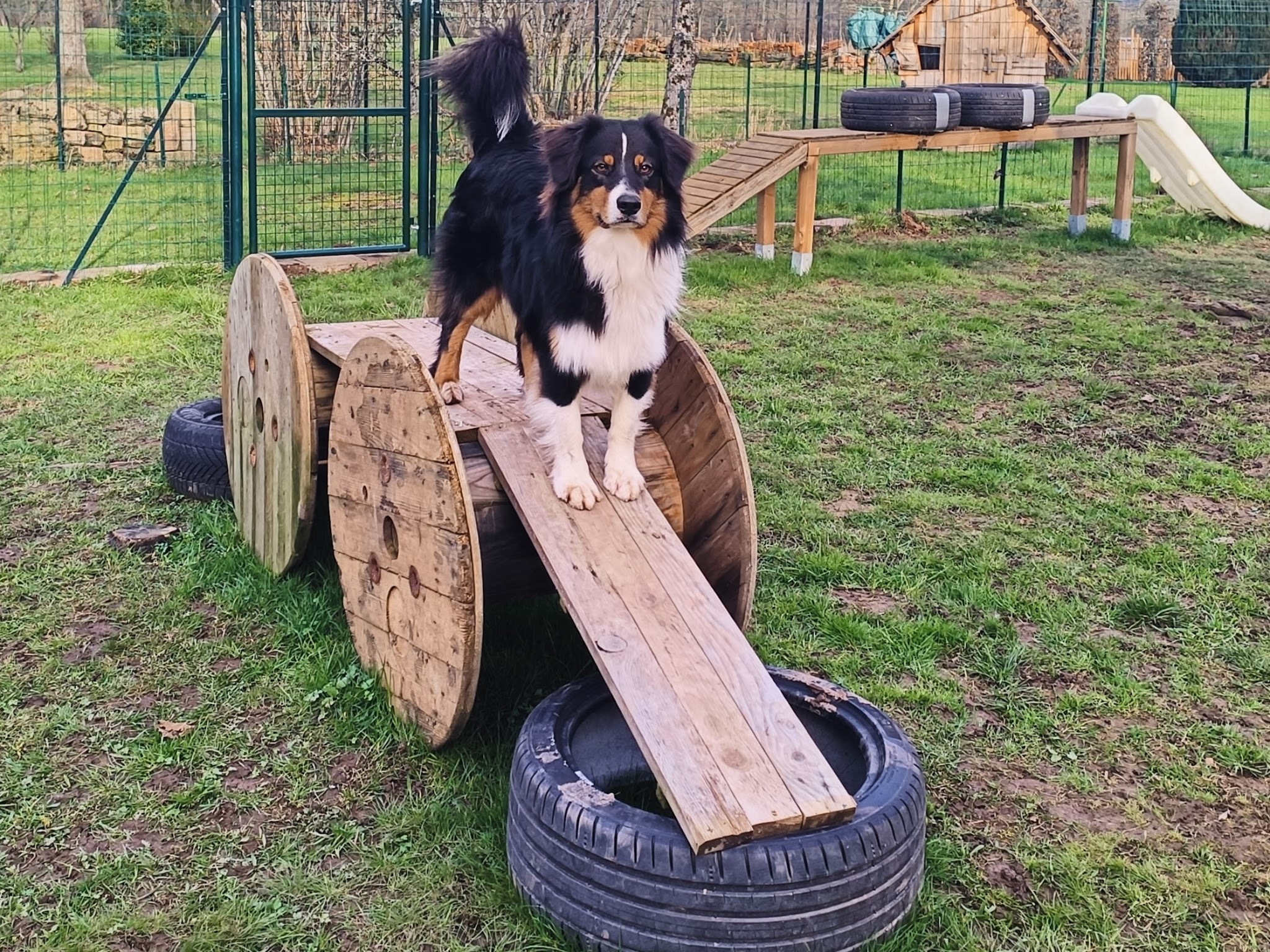 Cani-School 88 éducateur canin et pension canine — photo