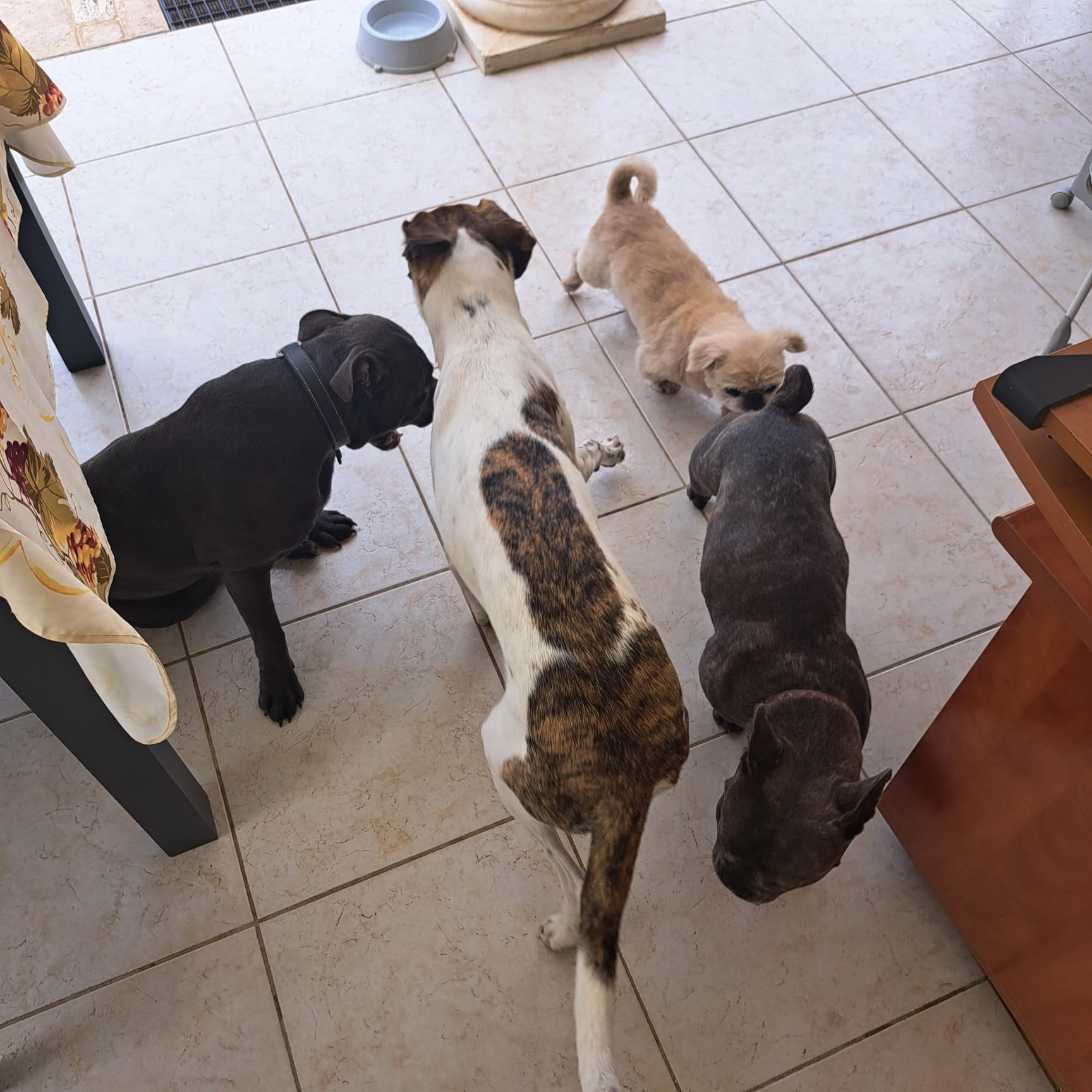 Antibes Dogz — photo