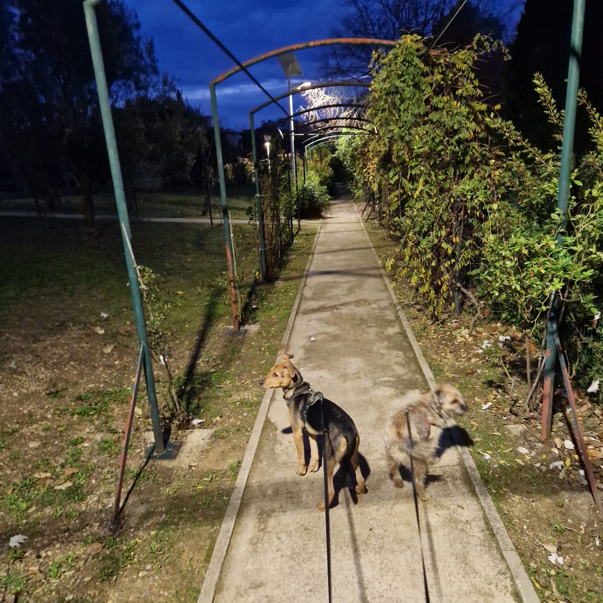 Antibes Dogz — photo