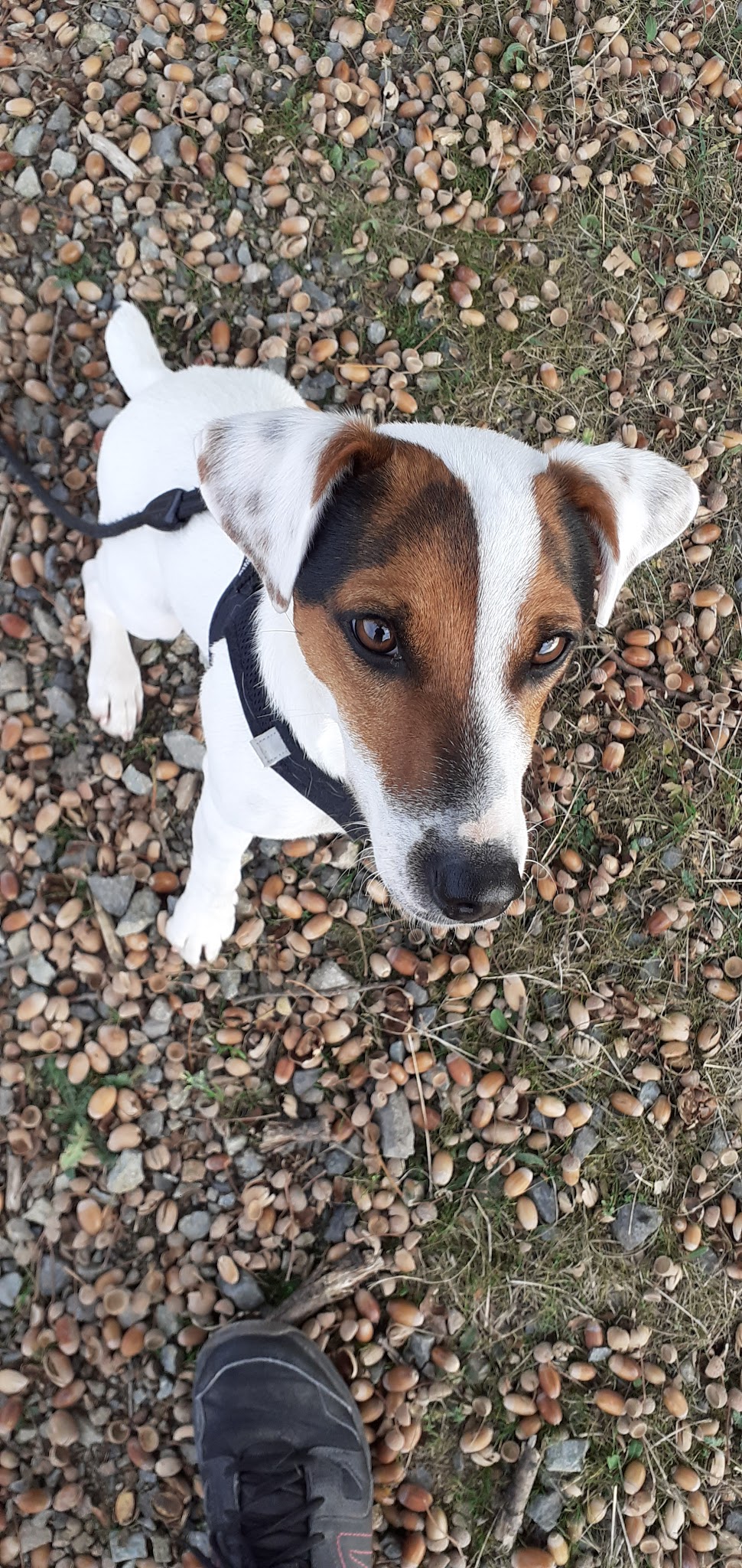 CINDY PET-SITTER — photo