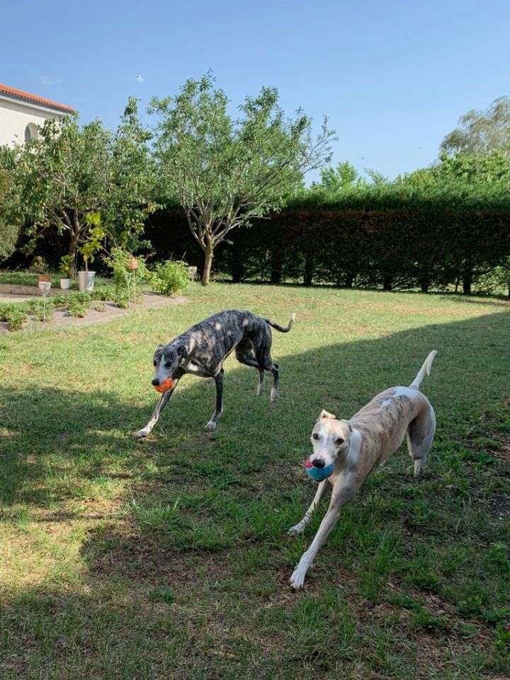CINDY PET-SITTER — photo