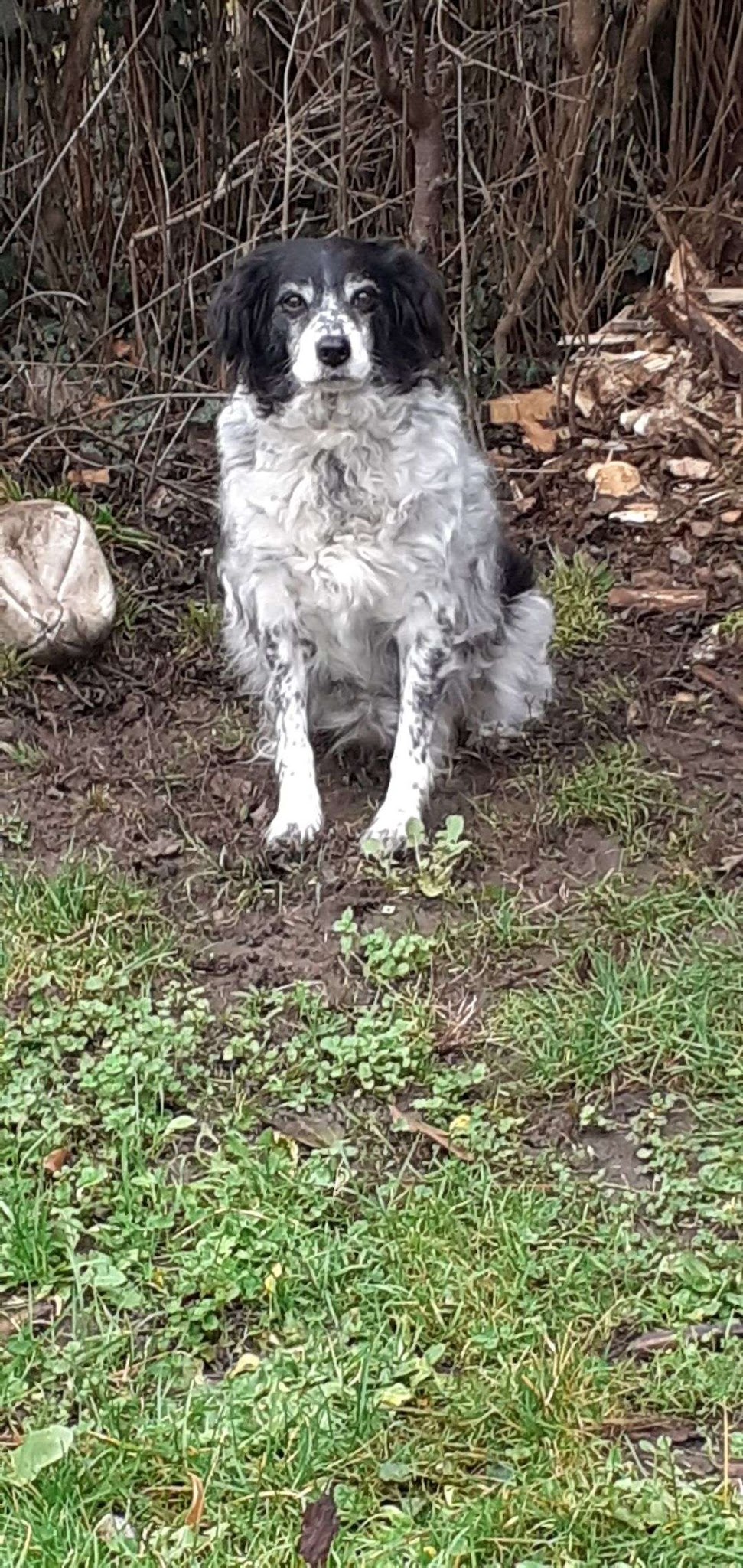 CINDY PET-SITTER — photo
