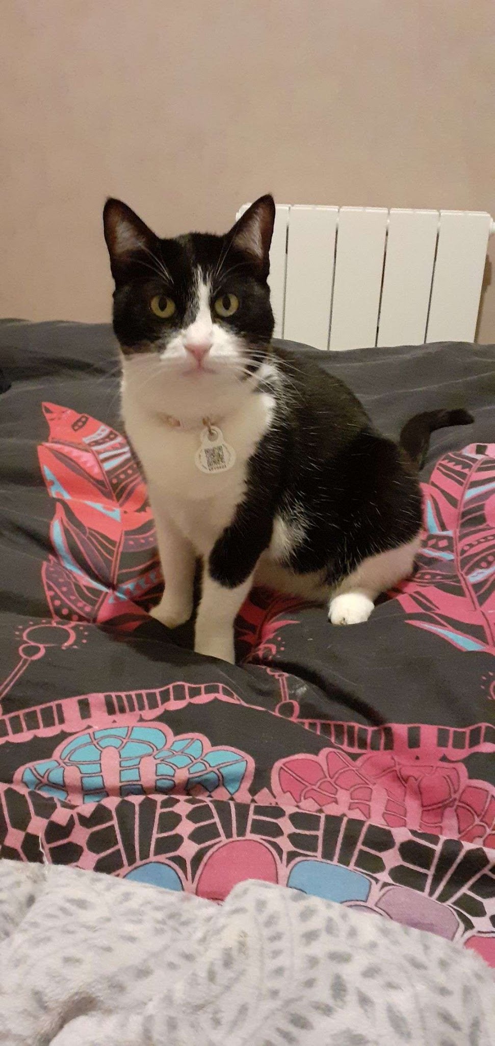 CINDY PET-SITTER — photo