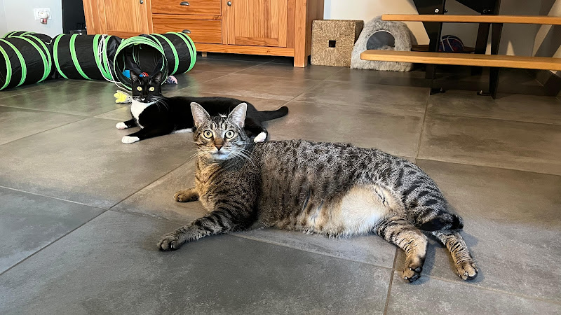 Papattes en l'air - Pet sitters professionnelles 49