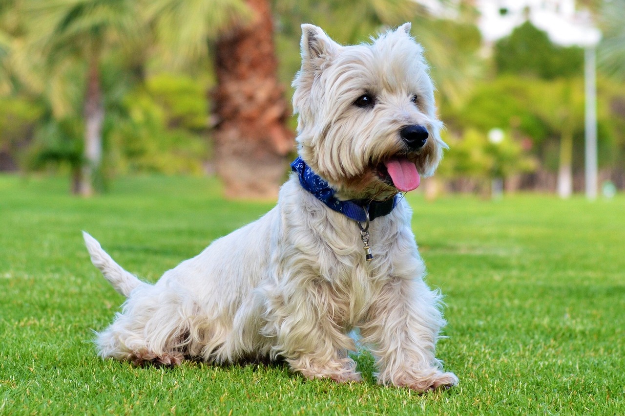 Papattes en l'air - Pet sitters professionnelles 49 — photo