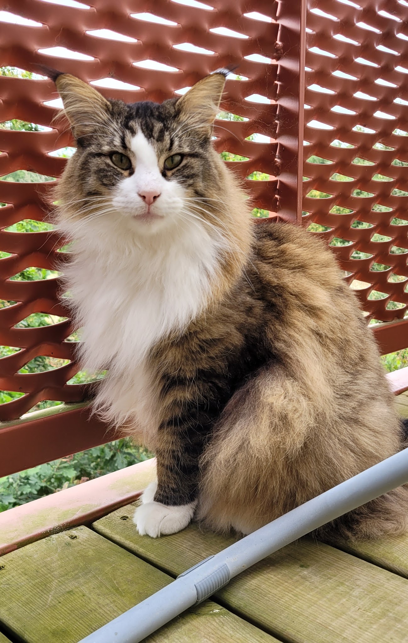 Papattes en l'air - Pet sitters professionnelles 49 — photo