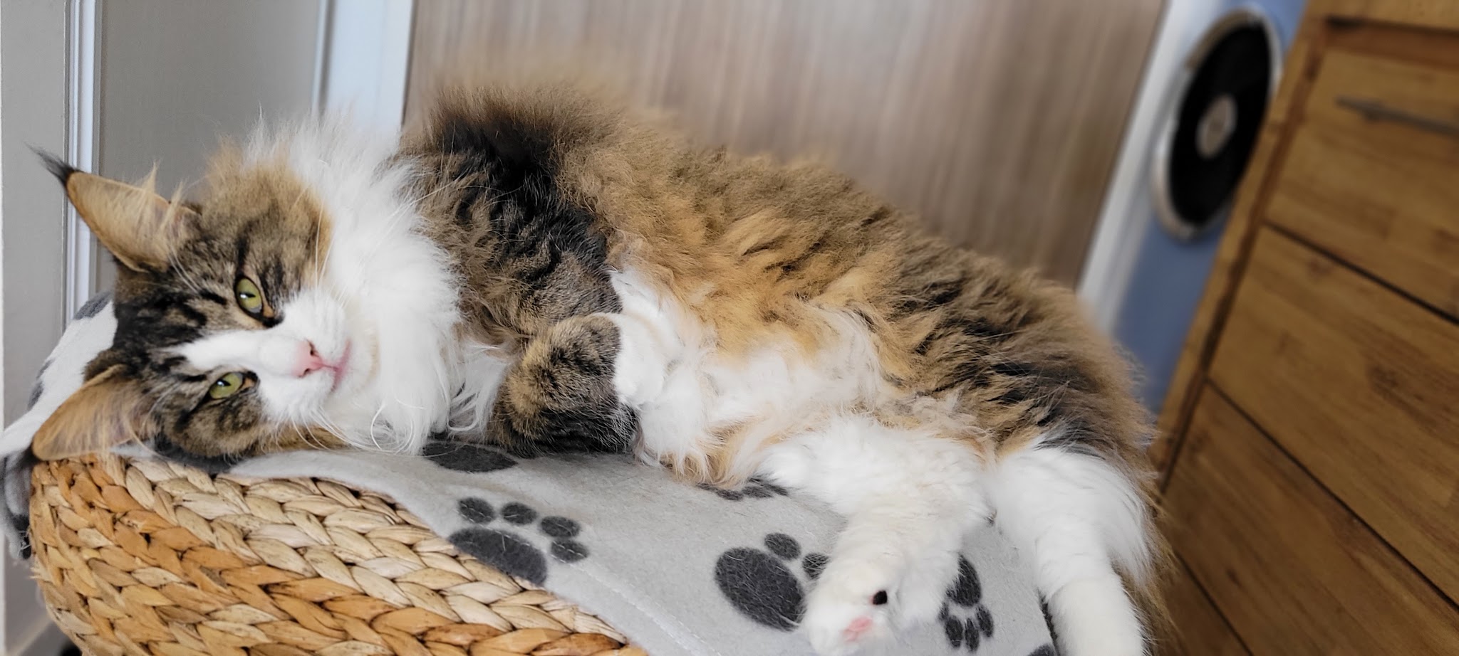 Papattes en l'air - Pet sitters professionnelles 49 — photo