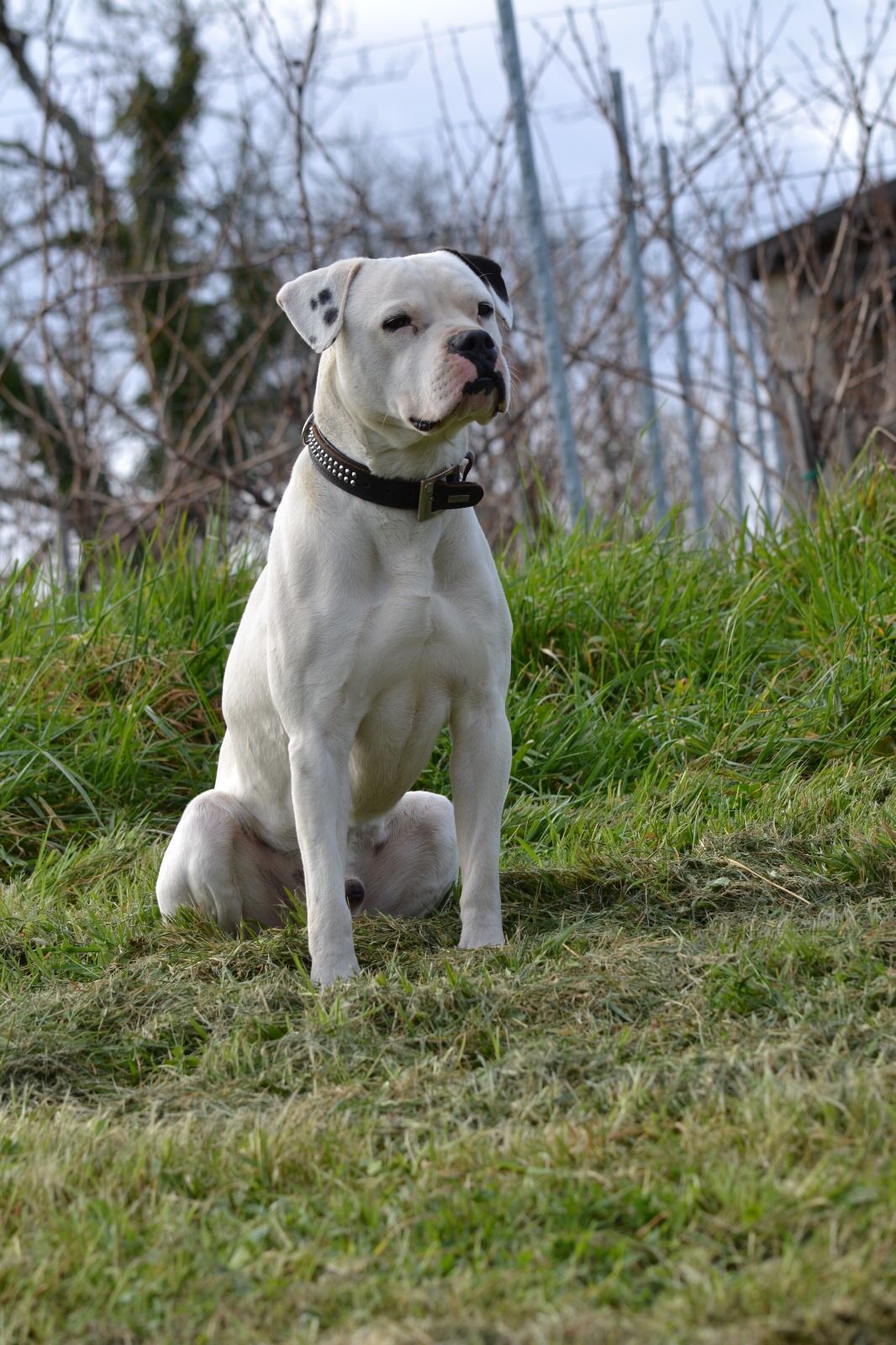 PensionCanine33 — photo