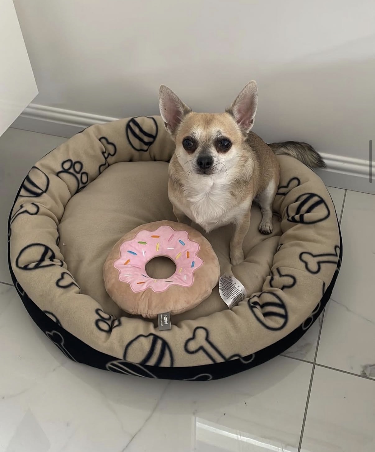 Petites Pattes Family - Garderie & Pension Canine 57 — photo