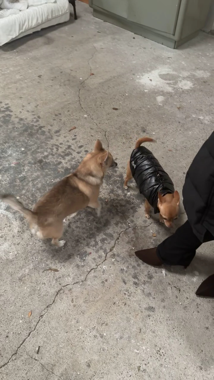 Petites Pattes Family - Garderie & Pension Canine 57 — photo