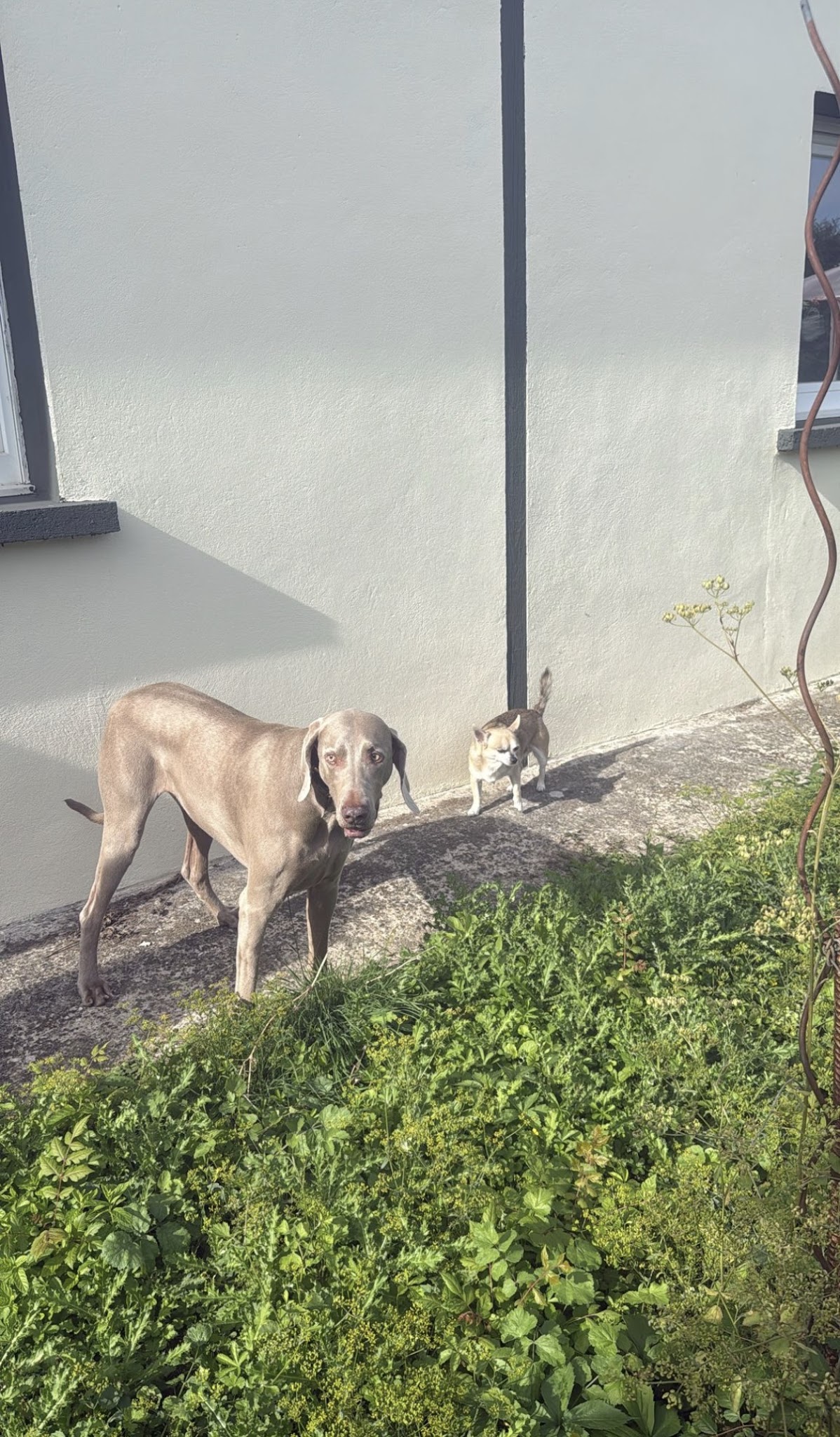 Petites Pattes Family - Garderie & Pension Canine 57 — photo
