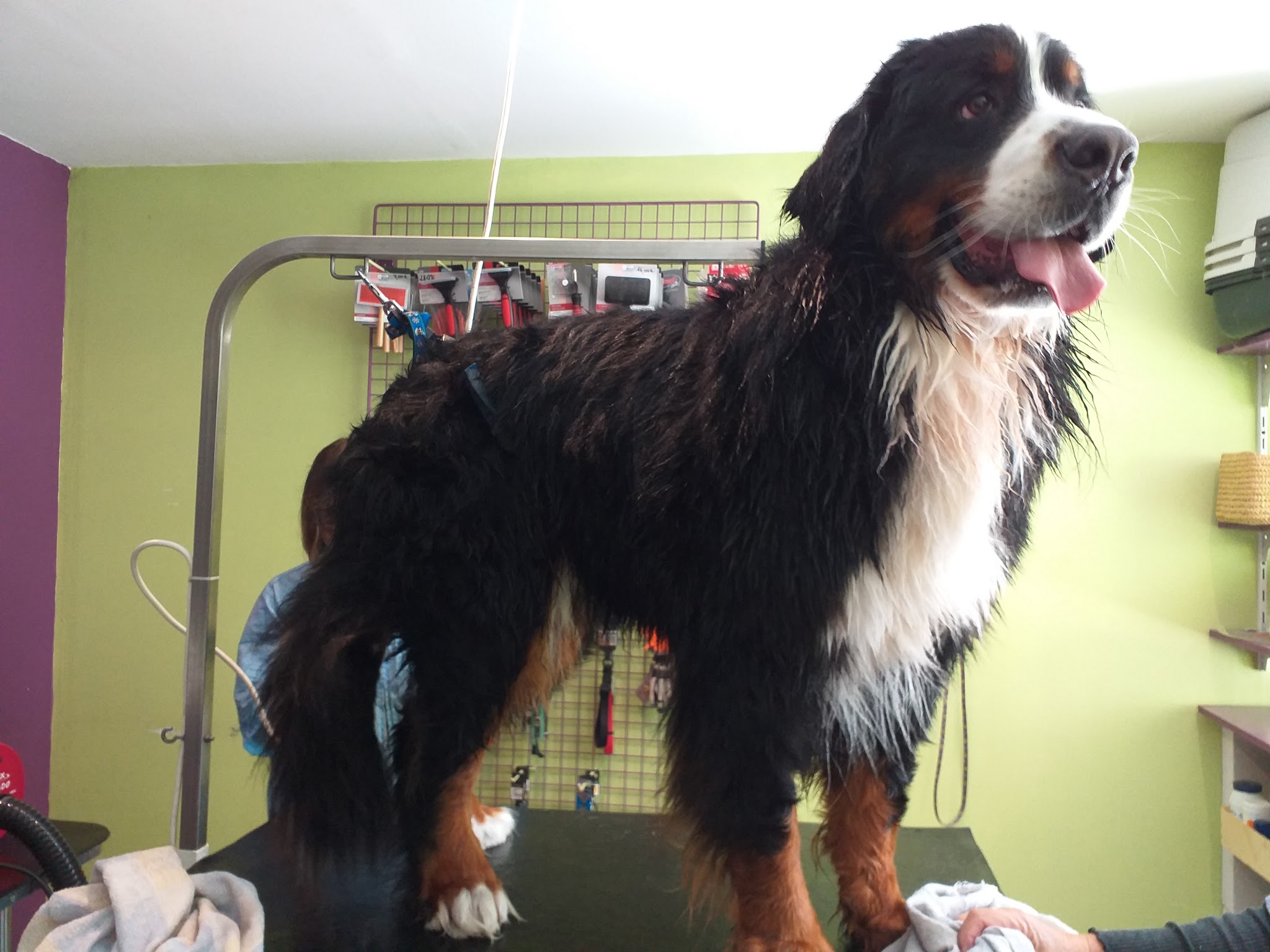 Estheti Chien — photo