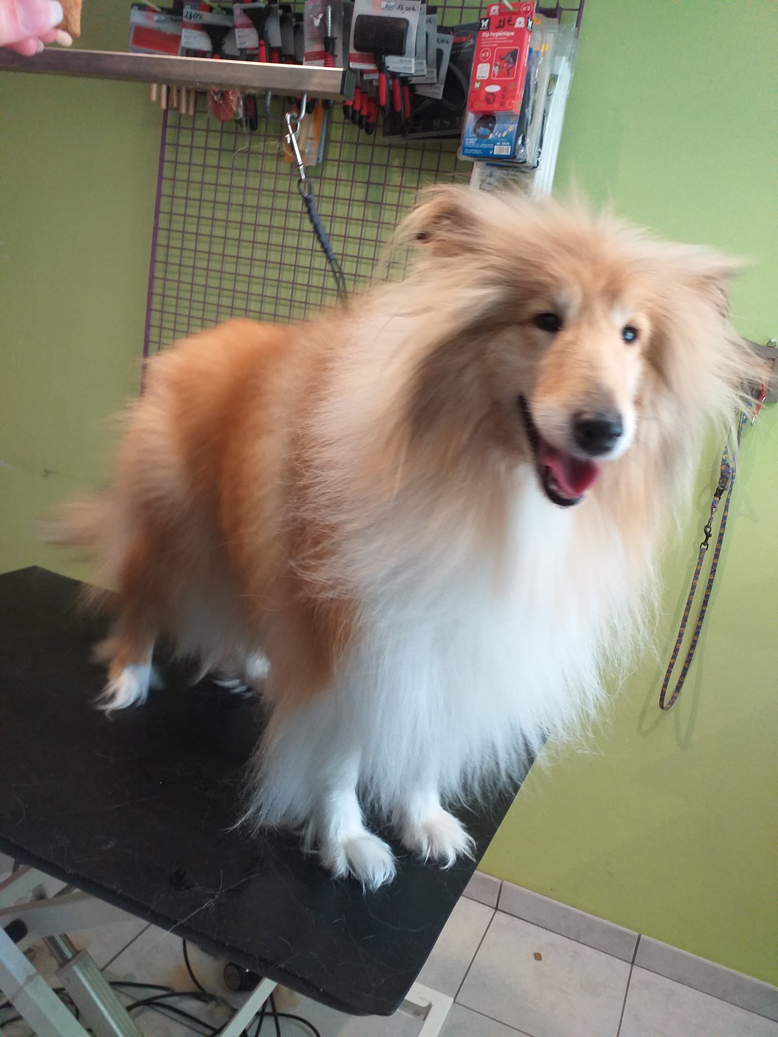 Estheti Chien — photo