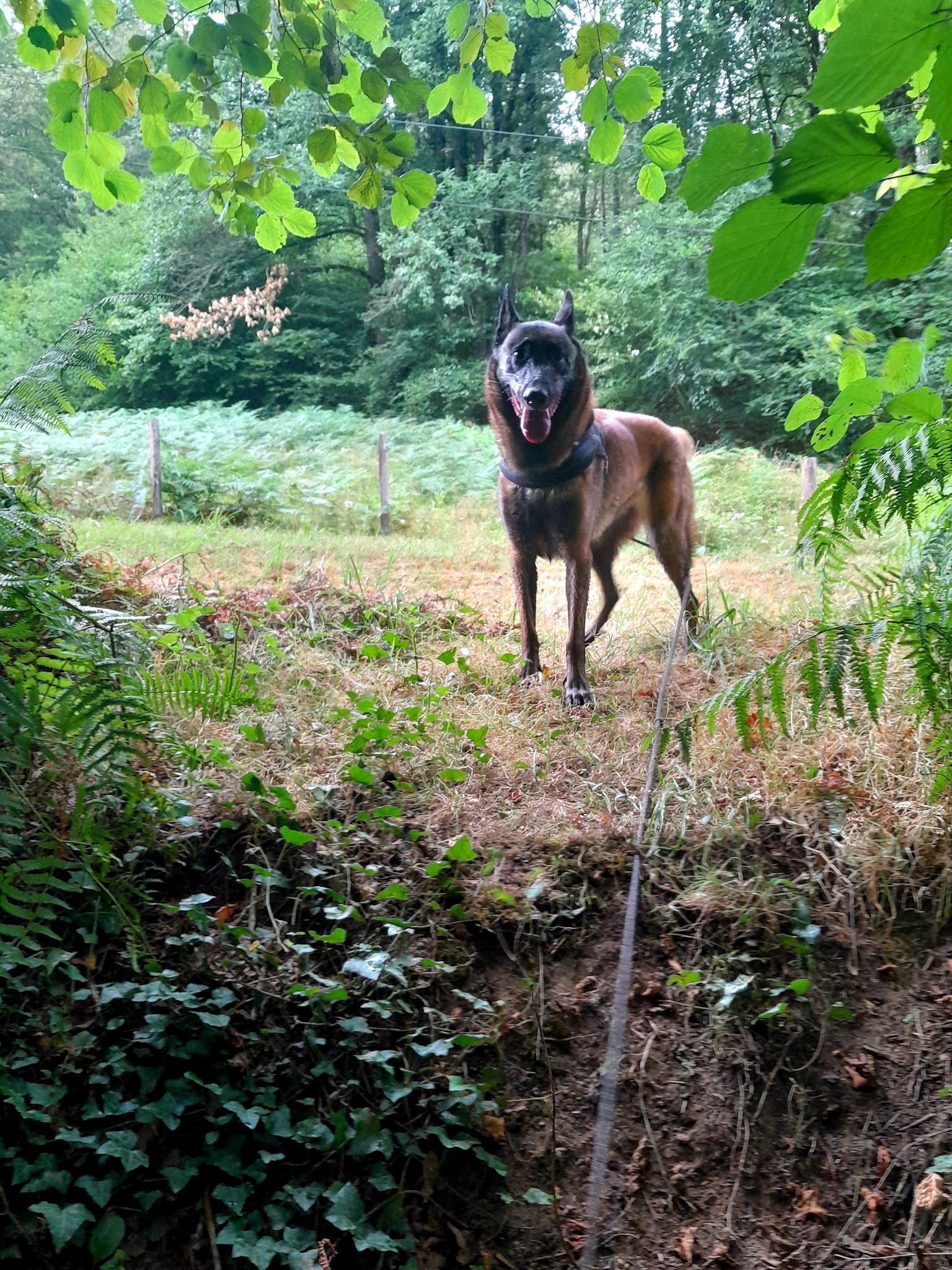Pension Cani'tranquil — photo