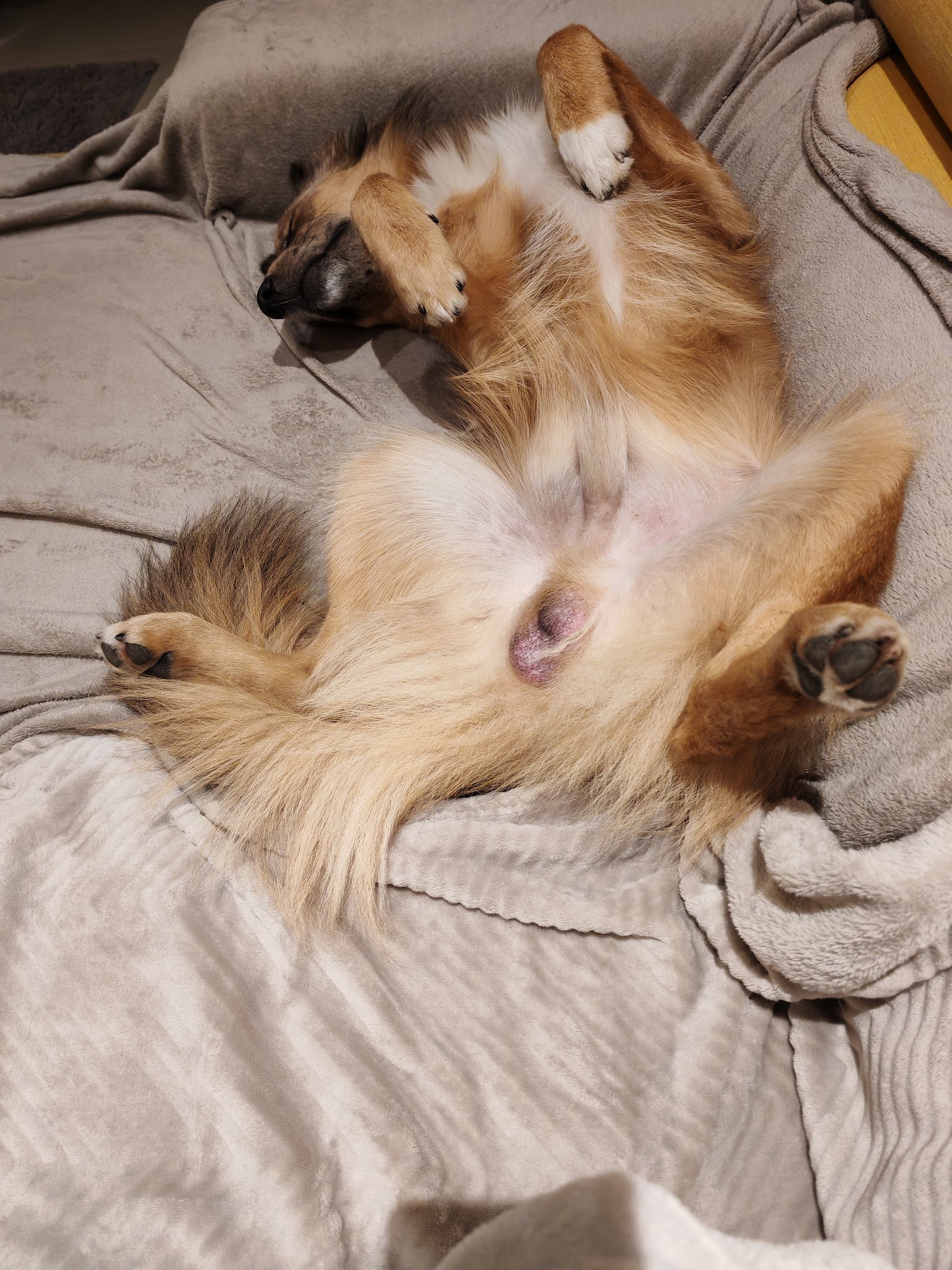 Inuitement Dog — photo