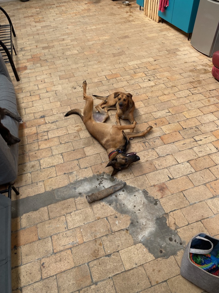 Inuitement Dog — photo