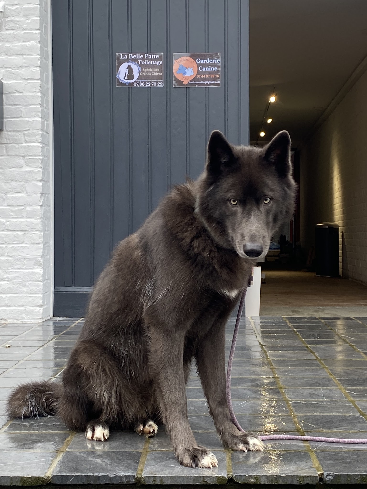 Inuitement Dog — photo