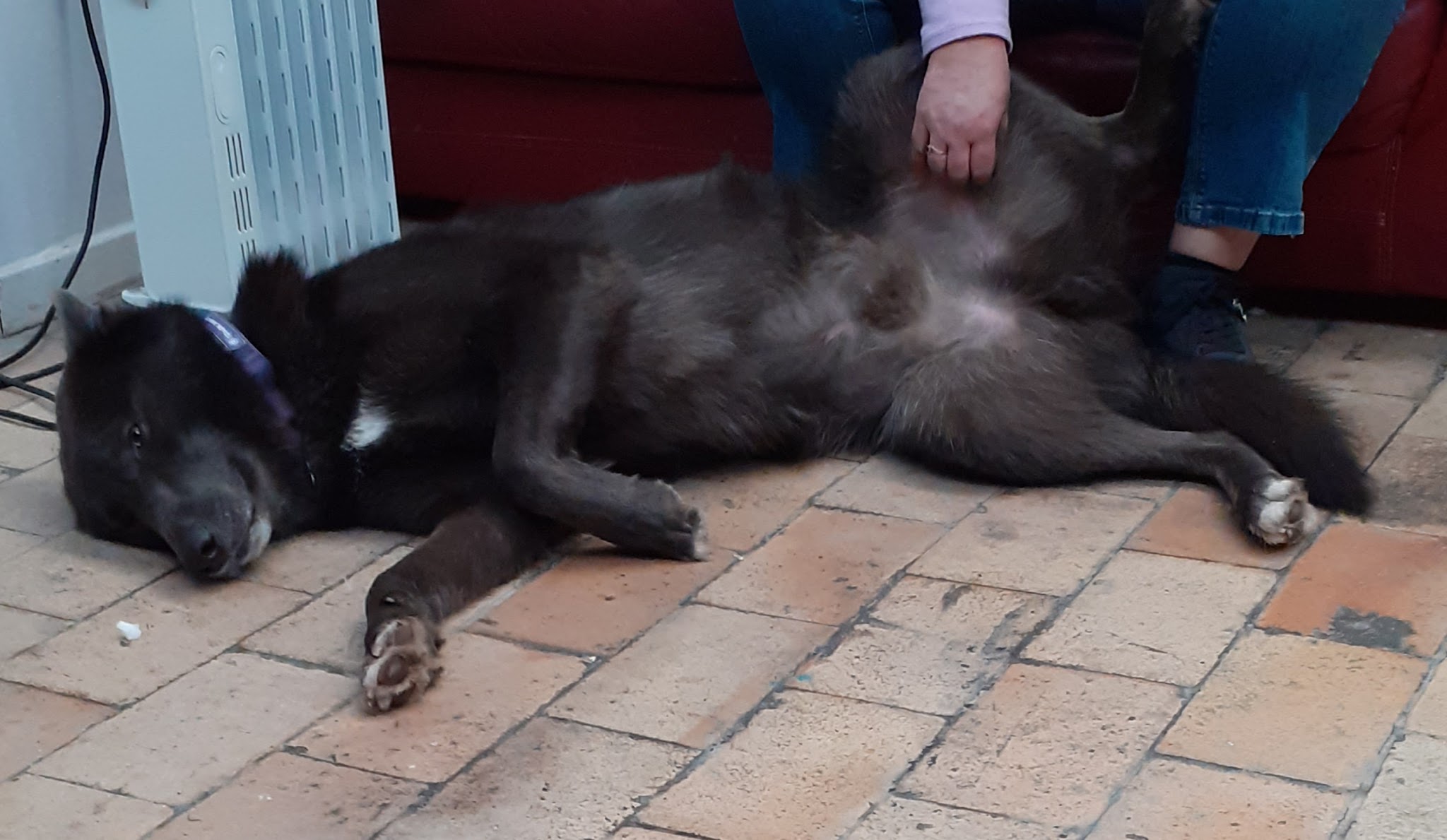 Inuitement Dog