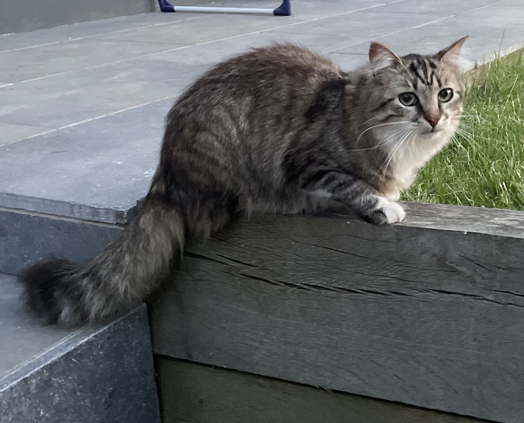 Assumtoutou | Garde d'animaux | Promenade | Chats, Chiens, NAC