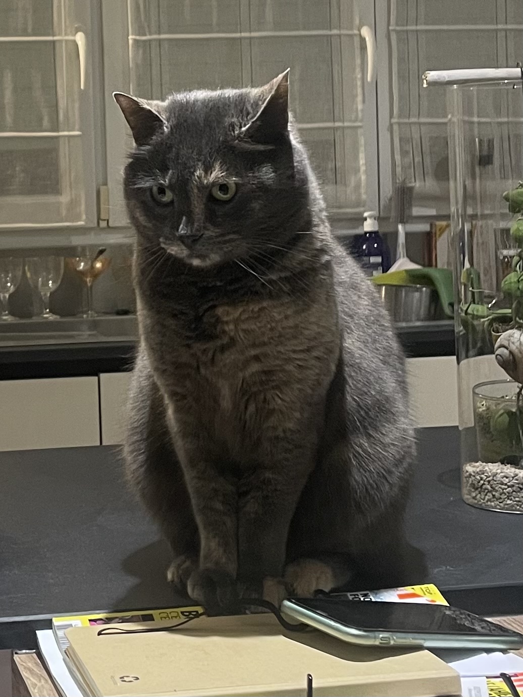 Assumtoutou | Garde d'animaux | Promenade | Chats, Chiens, NAC — photo