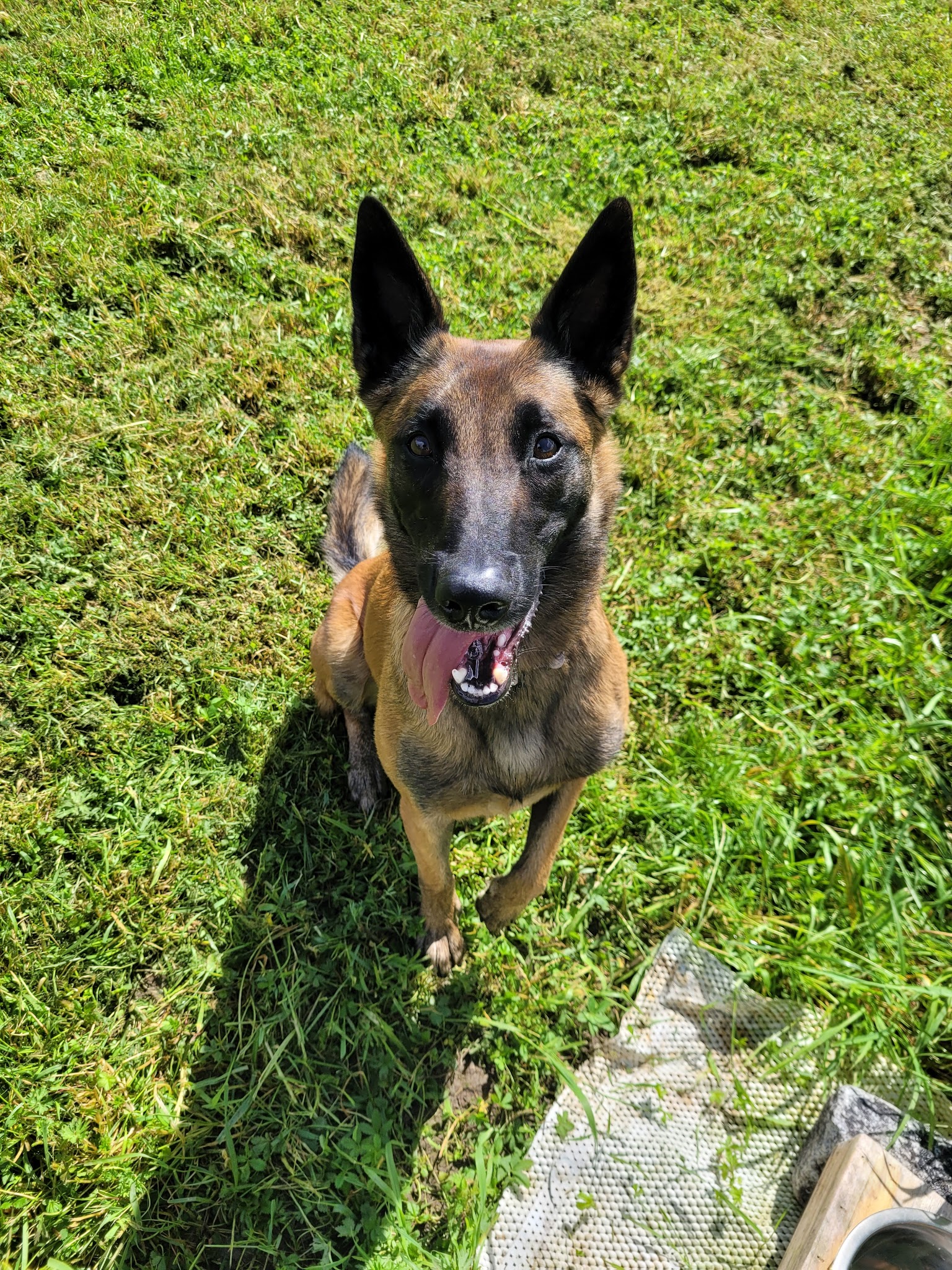 PAWS ACADEMY — photo