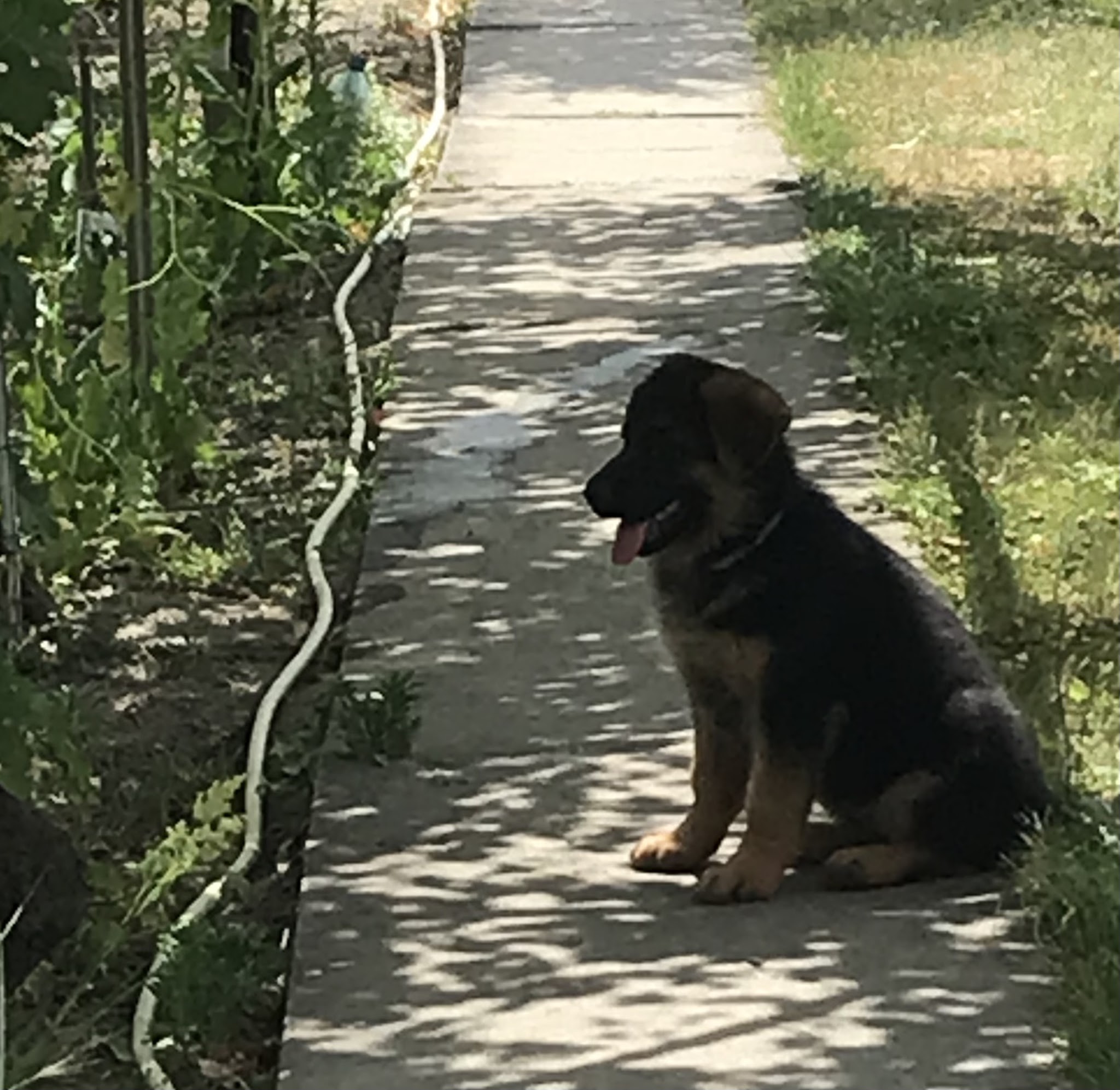 LES GRENIERS DU ROY Elevage Bergers Allemand Pension Canine et feline — photo