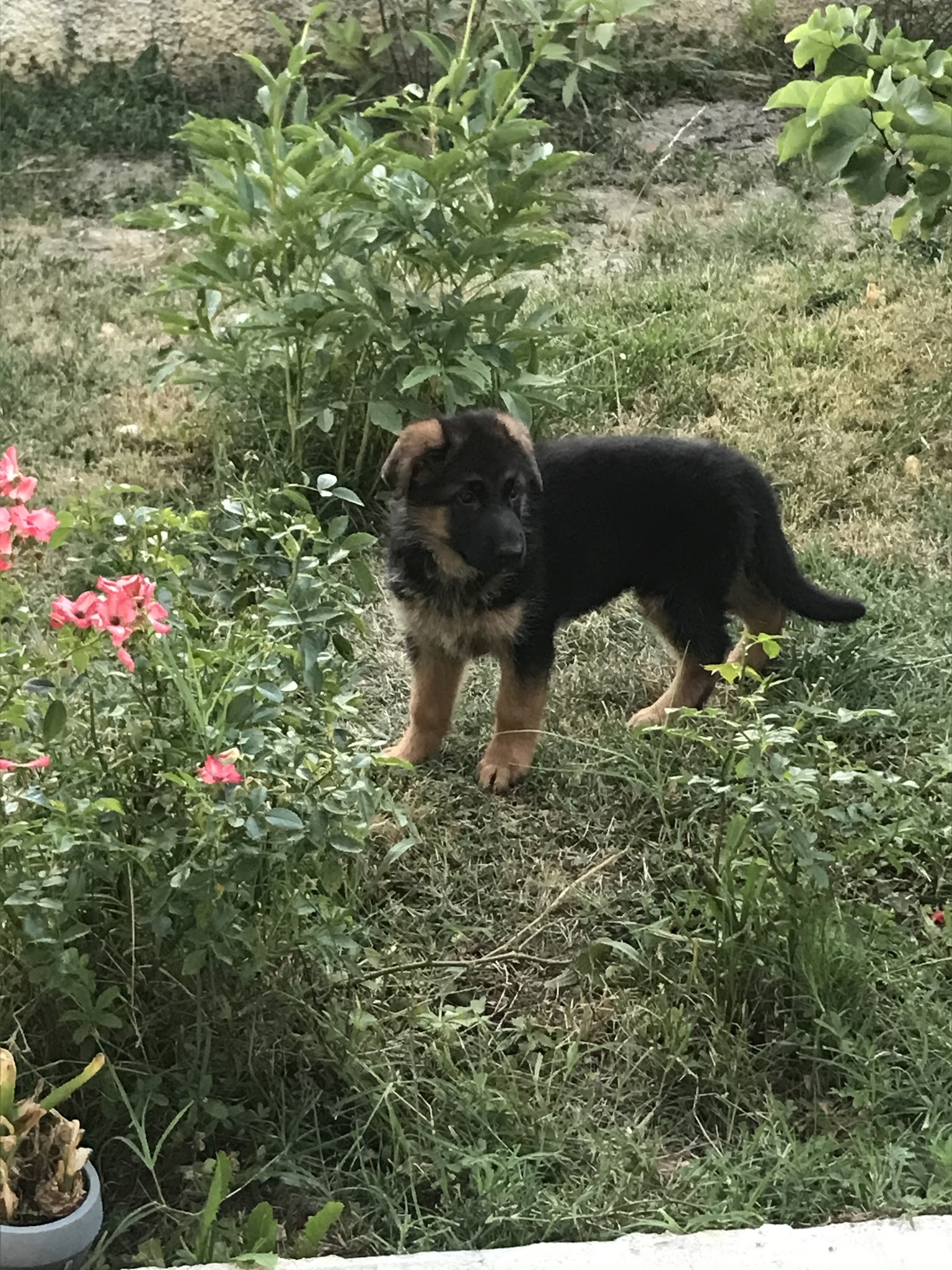 LES GRENIERS DU ROY Elevage Bergers Allemand Pension Canine et feline