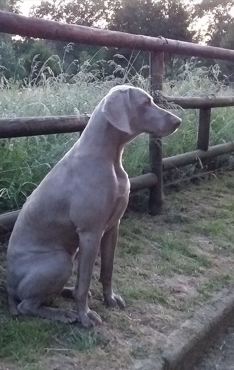 Ribierre Pension Chiens