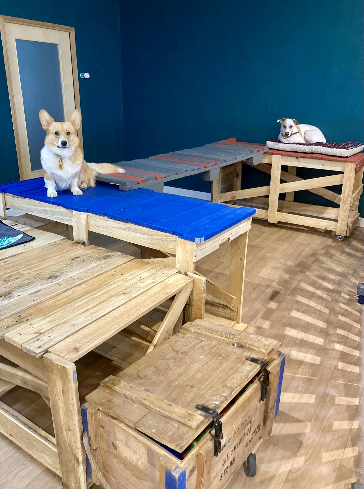 Dog Care Center - HUSSE® - Pickup — photo