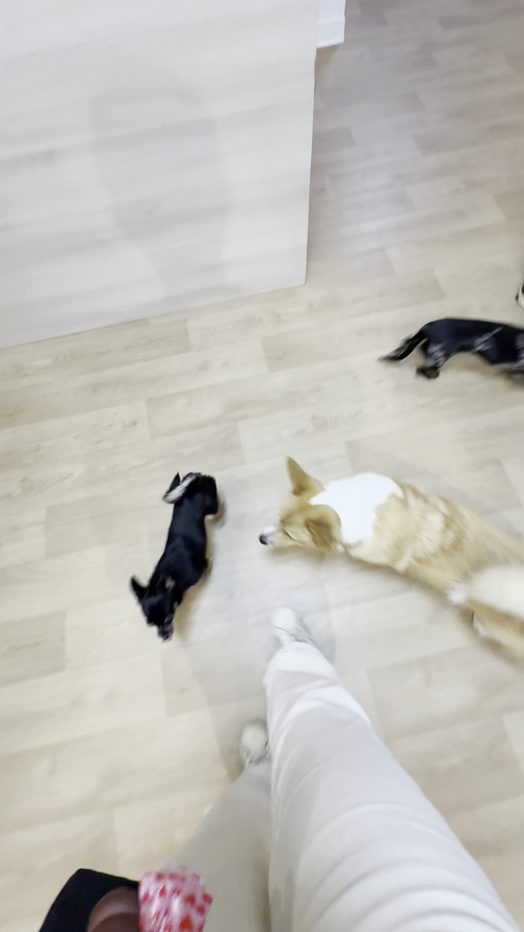Dog Care Center - HUSSE® - Pickup — photo