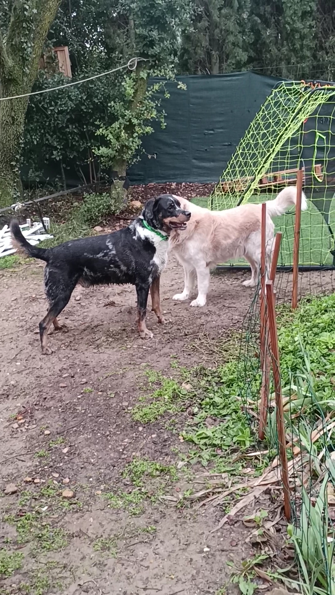 Pension Family Cats and Dogs — photo
