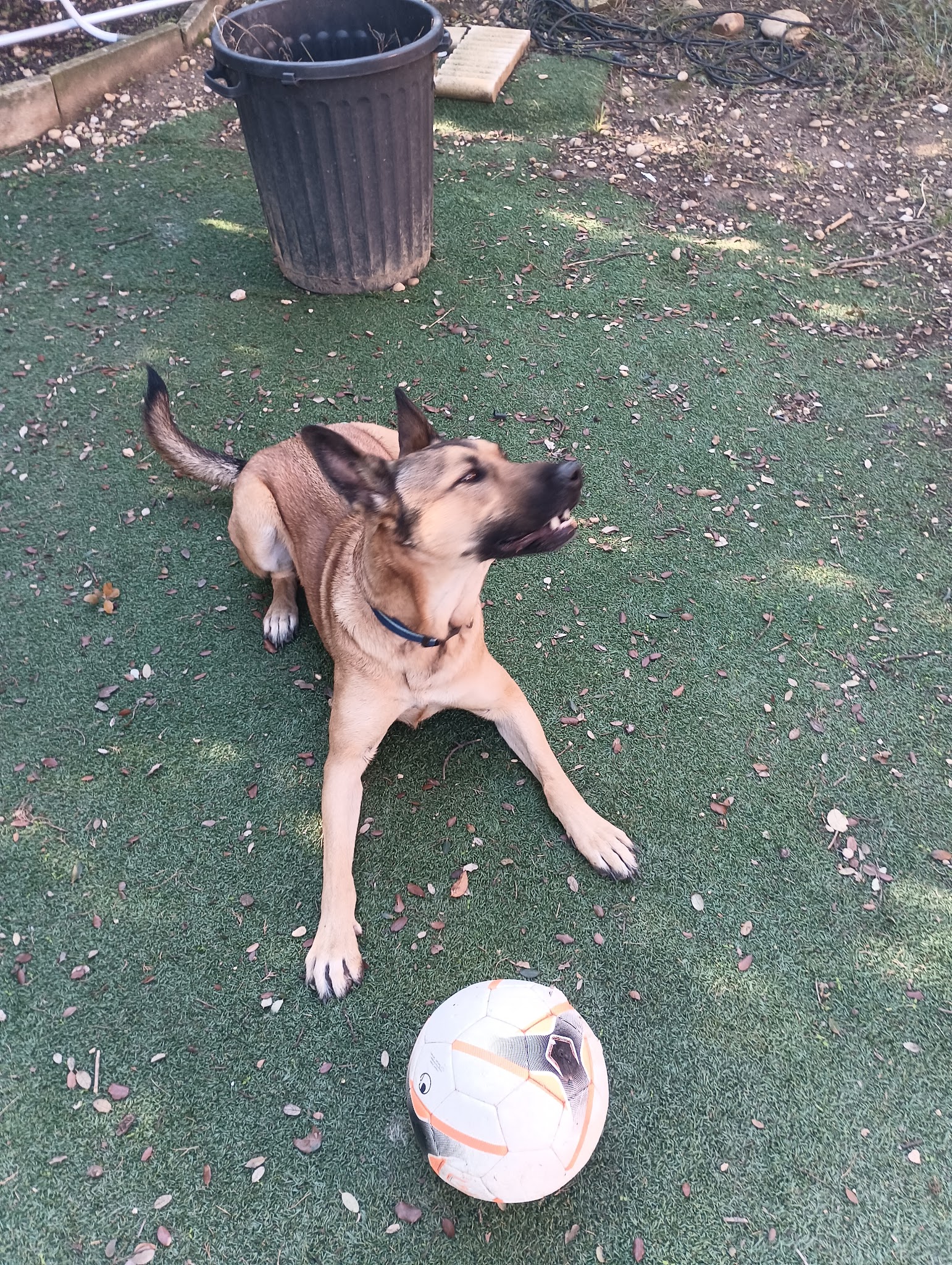 Pension Family Cats and Dogs — photo